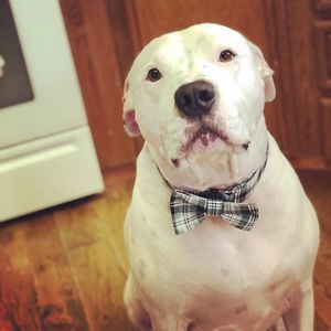 Meet your Posher, Christopher